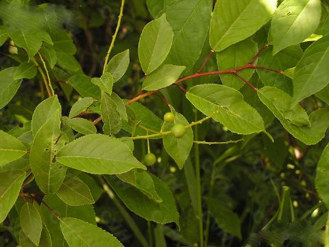 Prunus Padus Extract